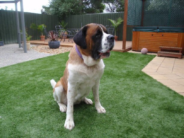 Our Synthetic Turf Is Pet friendly.