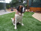 Our Synthetic Turf Is Pet friendly.
